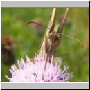 Maniola jurtina - Grosses Ochsenauge 10.jpg